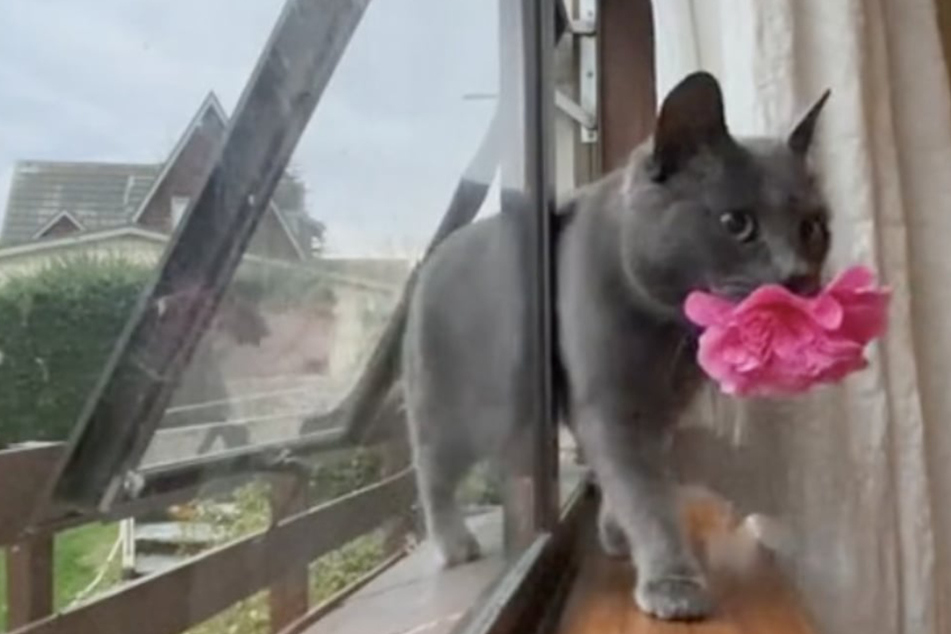 Fiddy the cat surprises Aalish Elise with flowers each day.