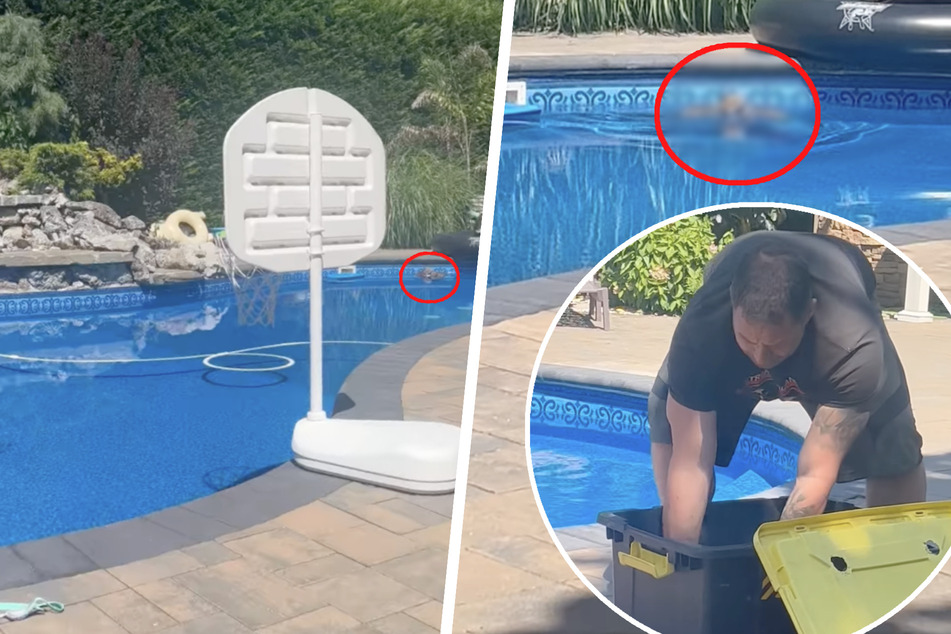 Owl drowning in pool saved by wild animal rescue operation!