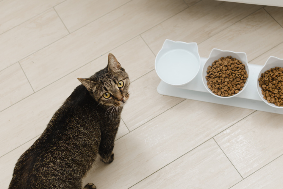 Dry food is great, but it can be very high in calories and should be supplied in moderation.