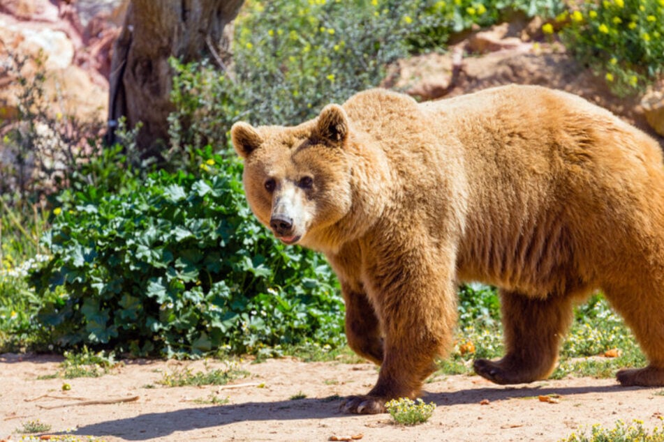 A bear attacked a police officer in Italy.