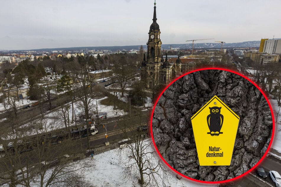 Alte Eiche verhindert Rohr-Sanierung: Sperrung am Trinitatisplatz