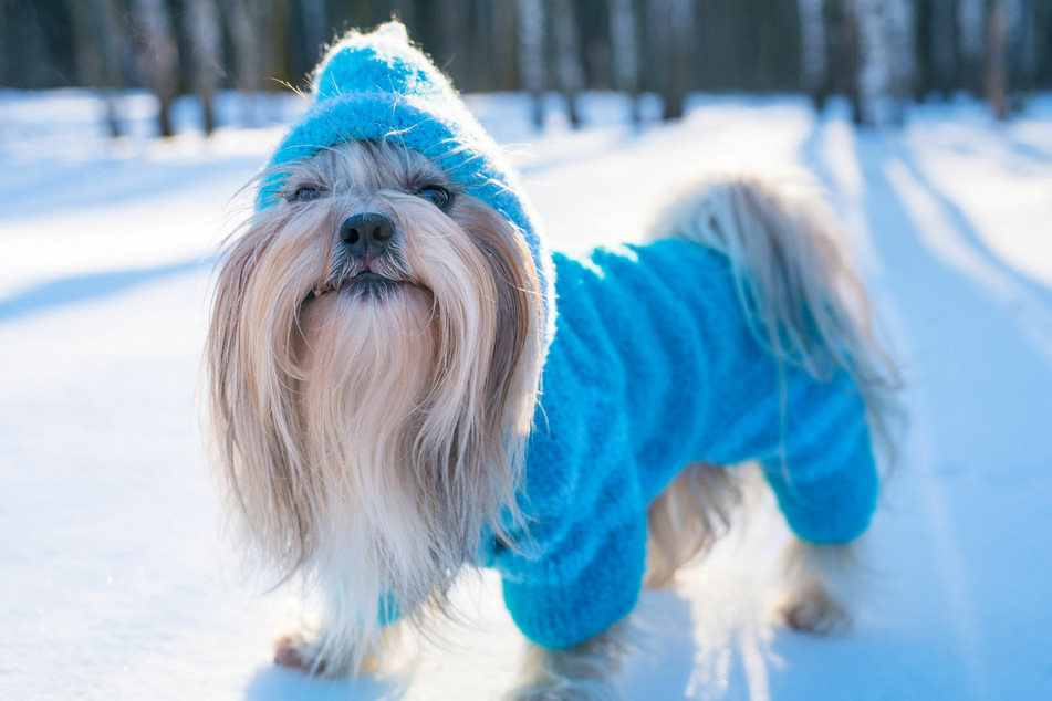 Dieser kleine Wauwau hat es mollig warm. Beim Kauf von Hundewinterkleidung sollte aber auf wasserabweisende Textilien geachtet werden.