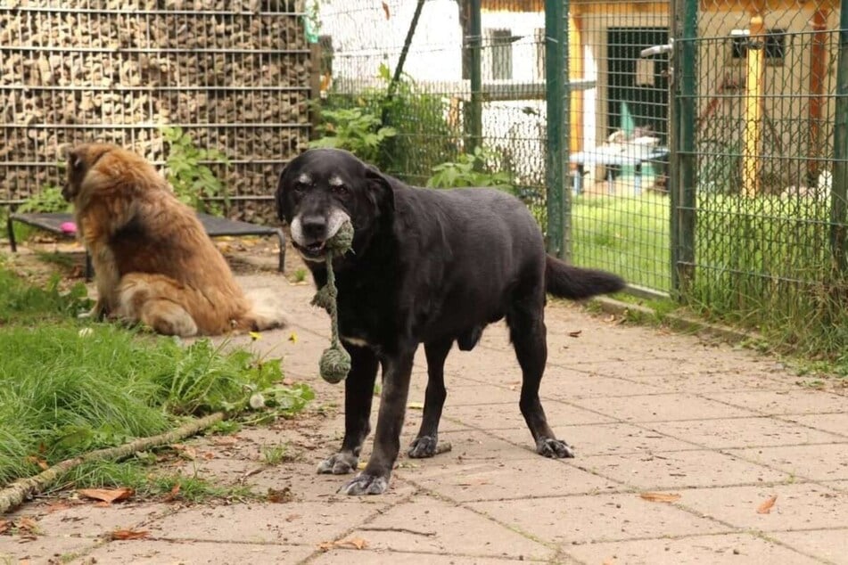 Vinn van Gogh kann es kaum erwarten, endlich das Tierheim zu verlassen und sein neues Leben zu beginnen.