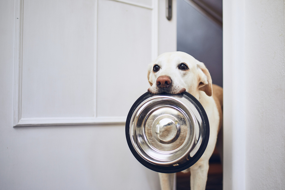 Das richtige Futter für Deinen Hund sollte nicht nur gesund sein, sondern ihm auch schmecken.