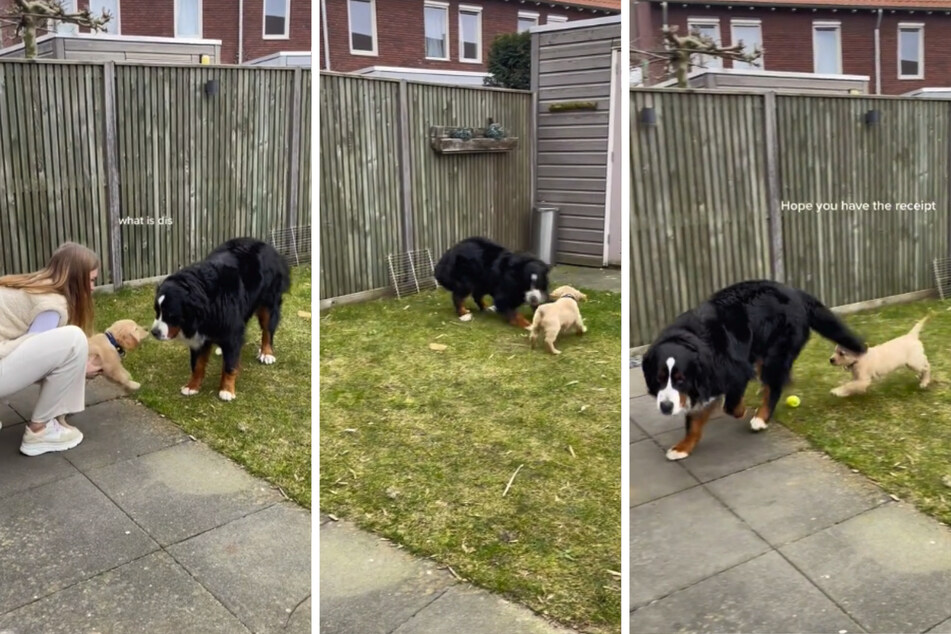 Big dog meets tiny puppy and hilarity ensues in viral video