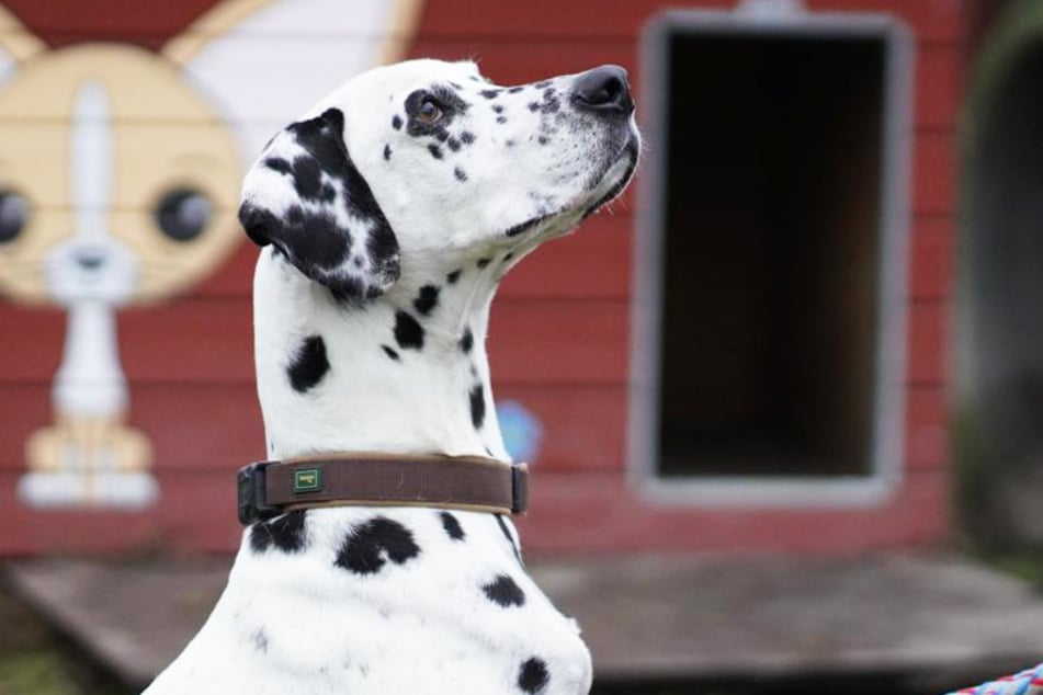 Der hübsche Hund Lennox (10) hat einen unbändigen Jagdinstinkt.