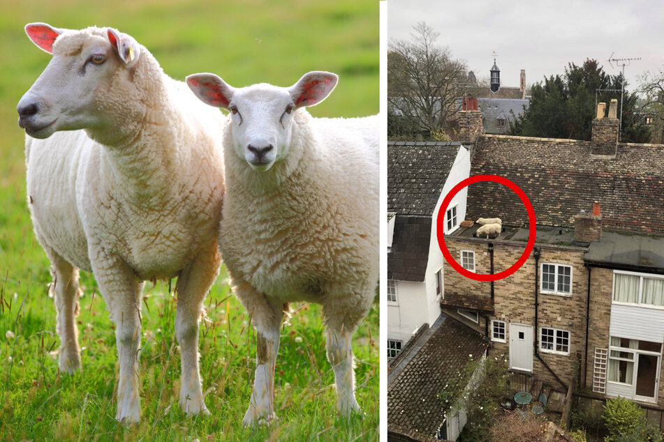 Frau guckt aus dem Fenster und staunt: Warum stehen da zwei Schafe auf dem Dach?