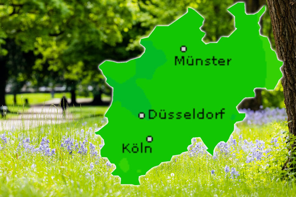 Am Wochenende können sich Kölnerinnen und Kölner wieder auf Stadtwald-Spaziergänge im Sonnenschein freuen.