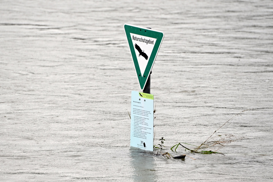 Hochwasser in Karlsruhe: Am Rhein ragt ein Schild aus dem Wasser, auf dem steht "Naturschutzgebiet".