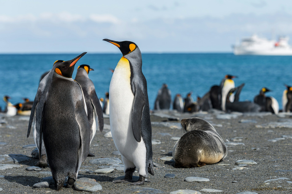 Penguins and seals will be particularly badly hit by increasing UV radiation.