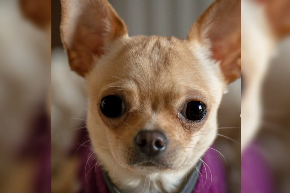 Der Vierbeiner hofft auf ein Bettchen in seinem Für-Immer-Zuhause.