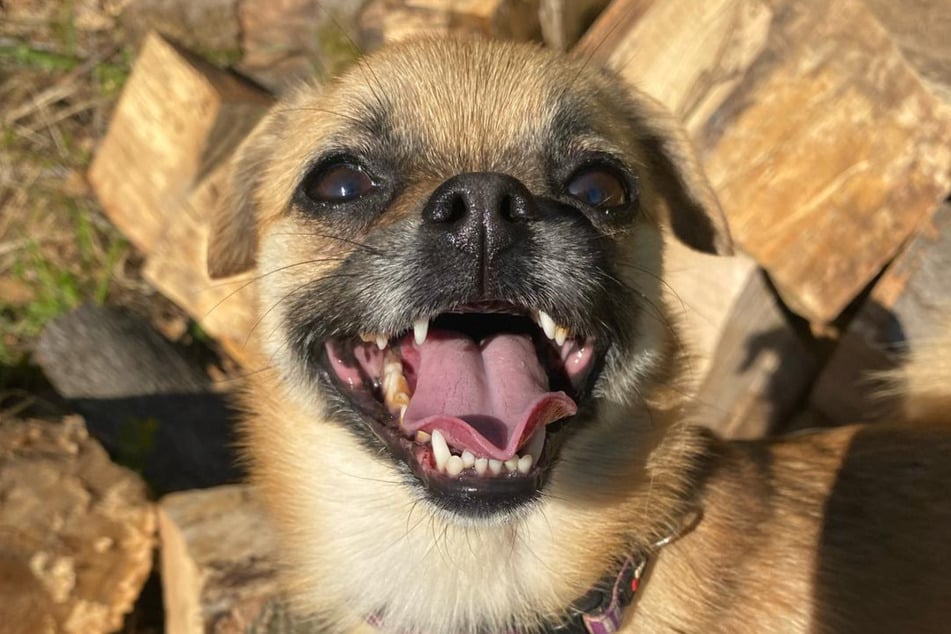 Kann mit ihrem Lächeln nahezu jeden um den Finger wickeln: Chihuahua-Pekinese-Mix Molly.