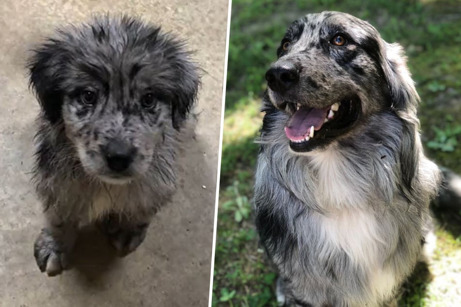 Was für ein kurioser Look: Golden-Retriever-Australian-Shepherd-Mischling (kurz Australian Retriever) Goose (links als Welpe) kann sich wirklich sehen lassen!