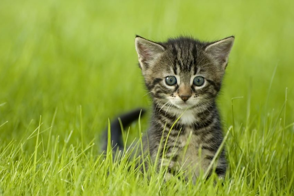 Eine Katze ist in Breitenbach im Landkreis Hildburghausen in eine verbotene Falle getappt. (Symbolbild)