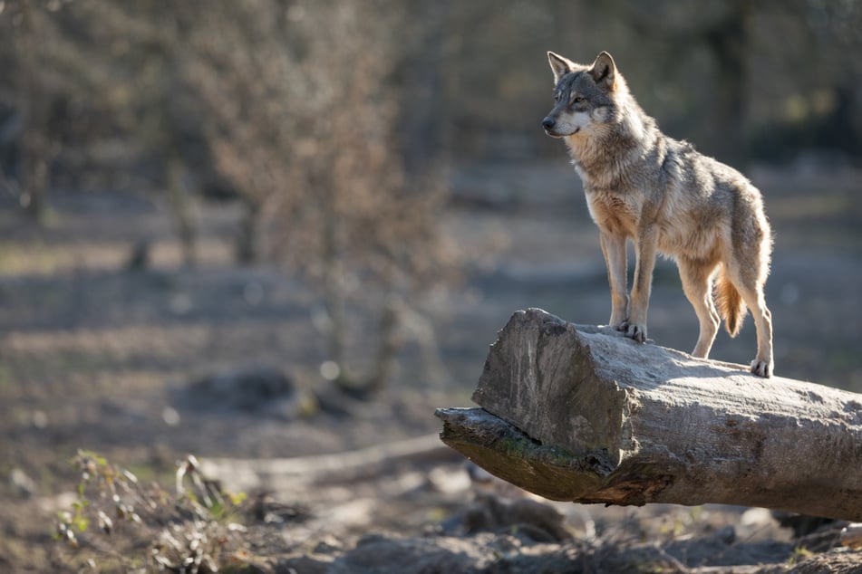 1924 gilt als das Jahr, in dem zuletzt ein Wolf in Kalifornien getötet wurde. Nun breiten sich die Tiere langsam wieder aus.