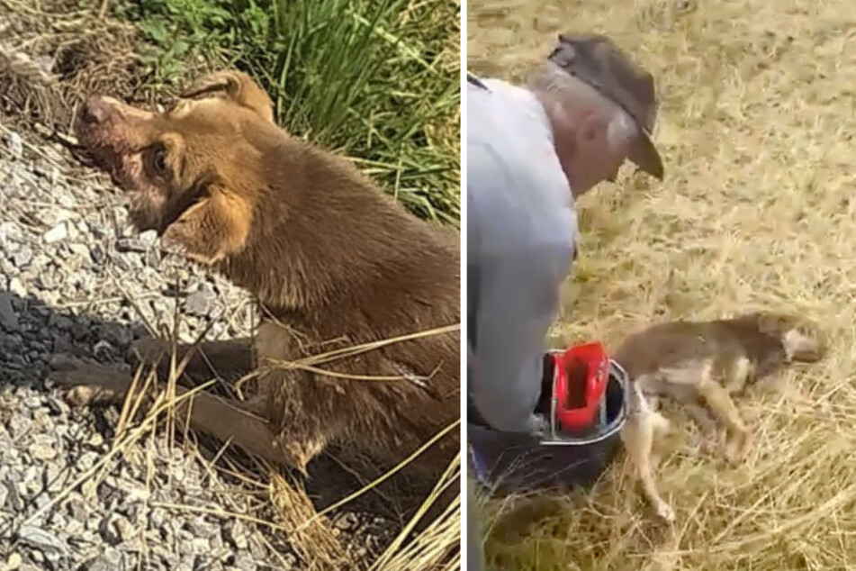 Mann zerrt Hund an Eisenkette, dann will er das ohnmächtige Tier mit Wasser wecken