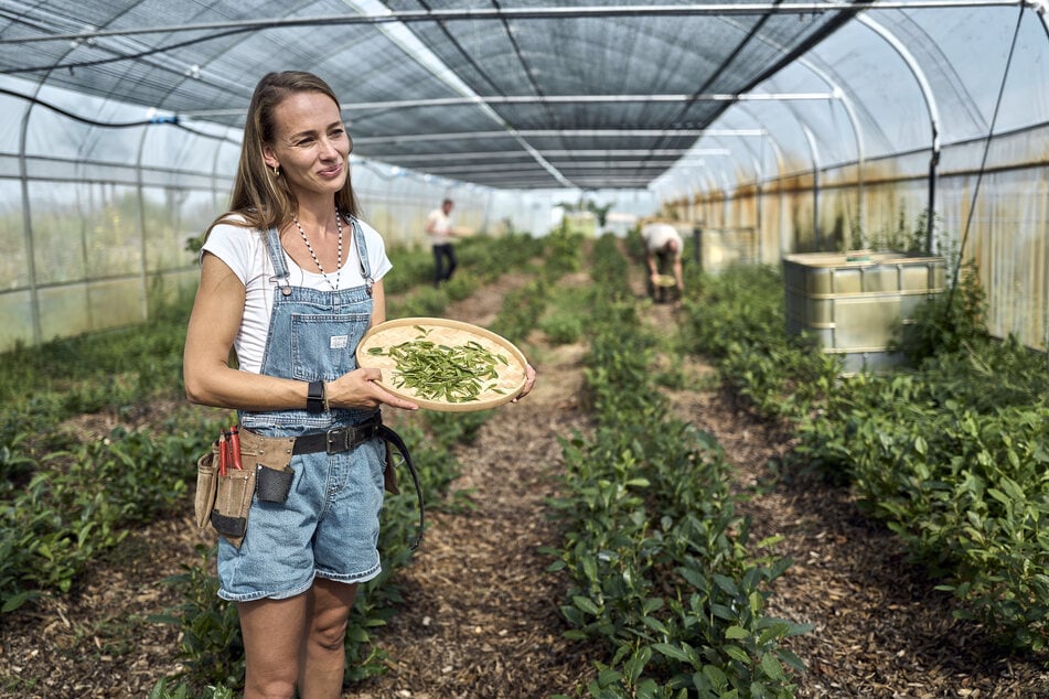 Teebäuerin Antje Kühnle sieht sich als Pionierin in ihrem Bereich.