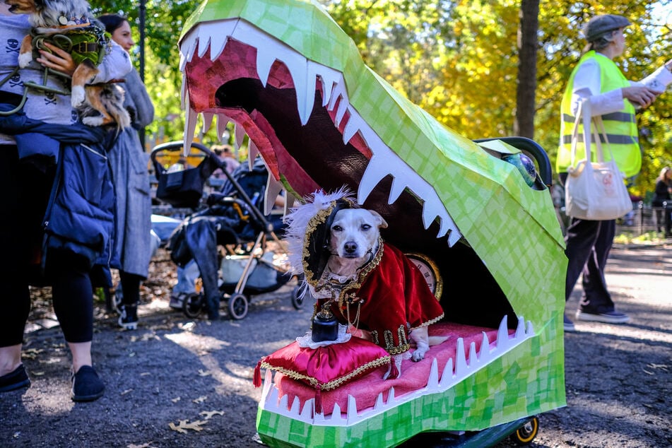 Dieser Hund steht in einem Krokodil-Kopf und ist in Couture gekleidet.