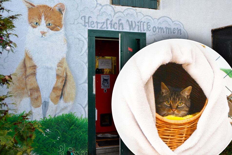 Leipzig: Leipziger Katzenhaus macht tierisch guten Job: Hier finden Miezen in Not ein Zuhause