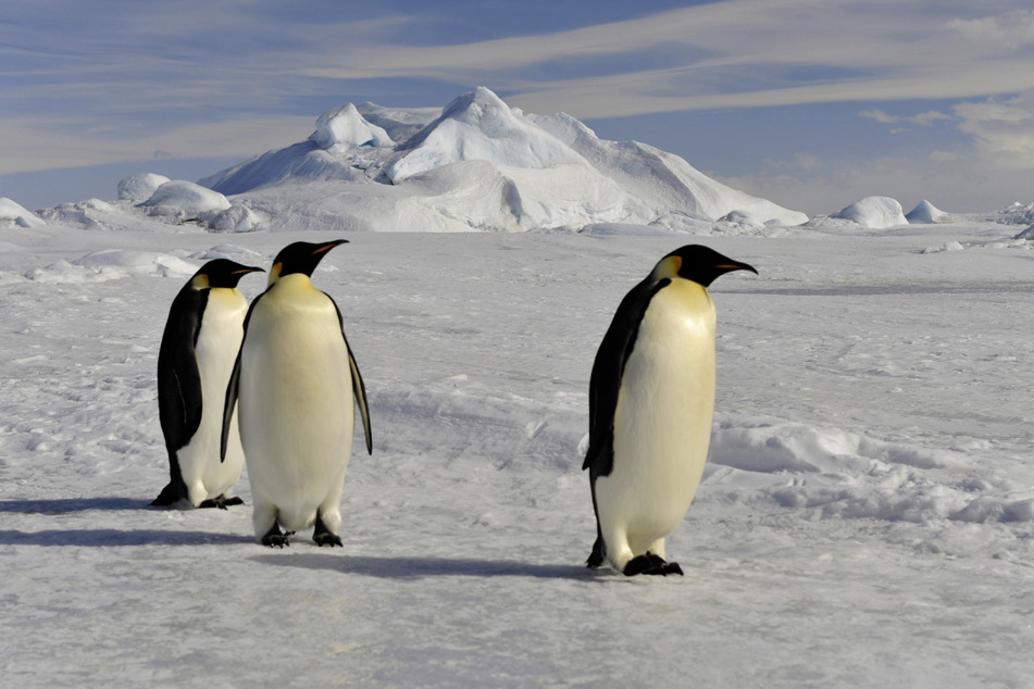 Der natürliche Lebensraum von Pinguinen sind heutzutage der Äquator und die Antarktis. (Symbolbild)