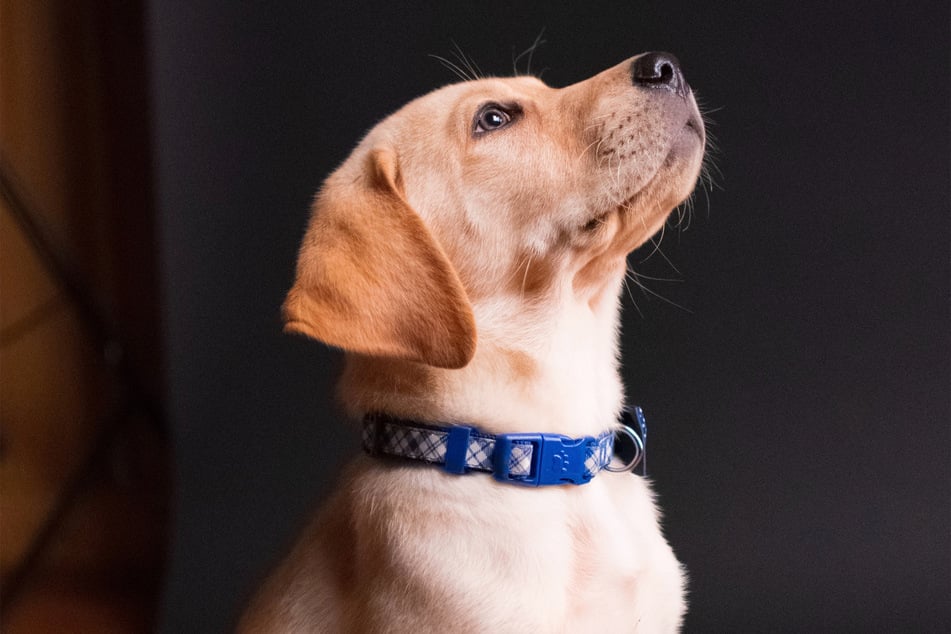 Labrador puppies are some of the proudest pooches in the world.