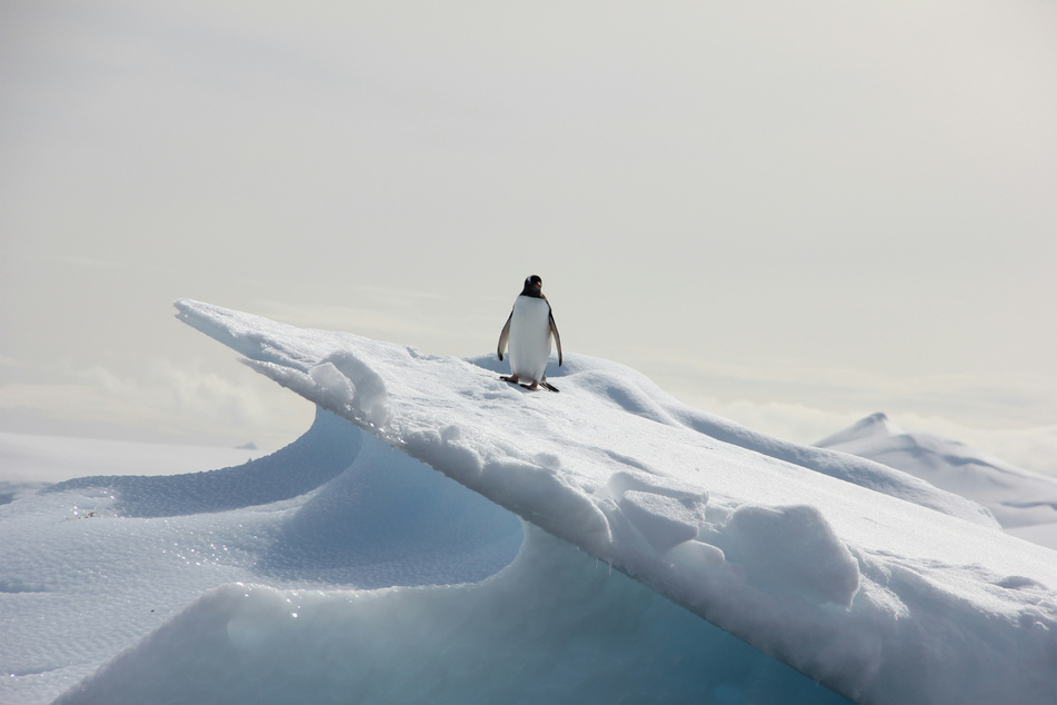 While Antarctic sea ice had long been on the rise, recent events could signal a "regime shift."