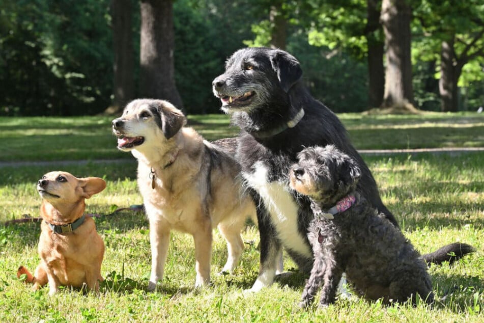 Erwin (7), Mila (16), Mystery (10) und Lotti (12, v.l.) gehören der Veranstalterin Anja Friese (36). Sie alle stammen aus dem Tierschutz.