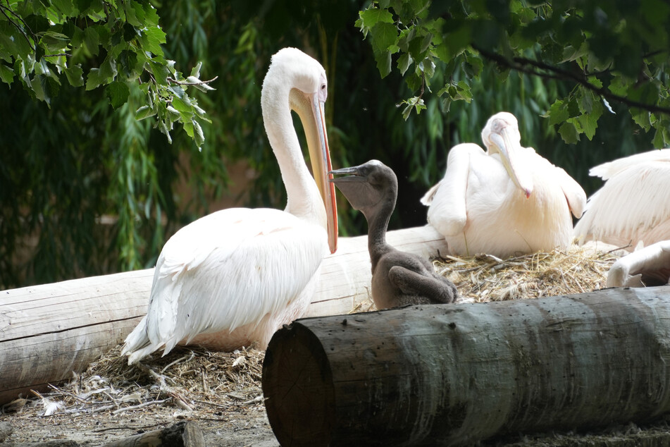 Überraschung im Dresdner Zoo: Hier gibt es seit 64 Jahren das erste mal wieder Nachwuchs
