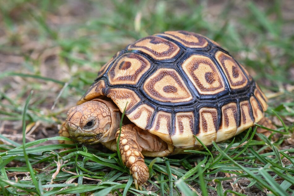 Zwei solche Afrikanischen Pantherschildkröten benötigen am dringendsten eine neue Bleibe.