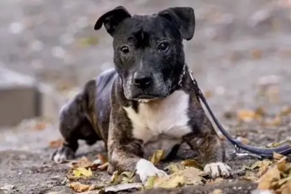 American Staffordshire Terrier-Mischling Schmidtke aus dem Hamburger Tierheim wartet bereits seit Monaten auf einen Menschen, der ihm eine Chance gibt.