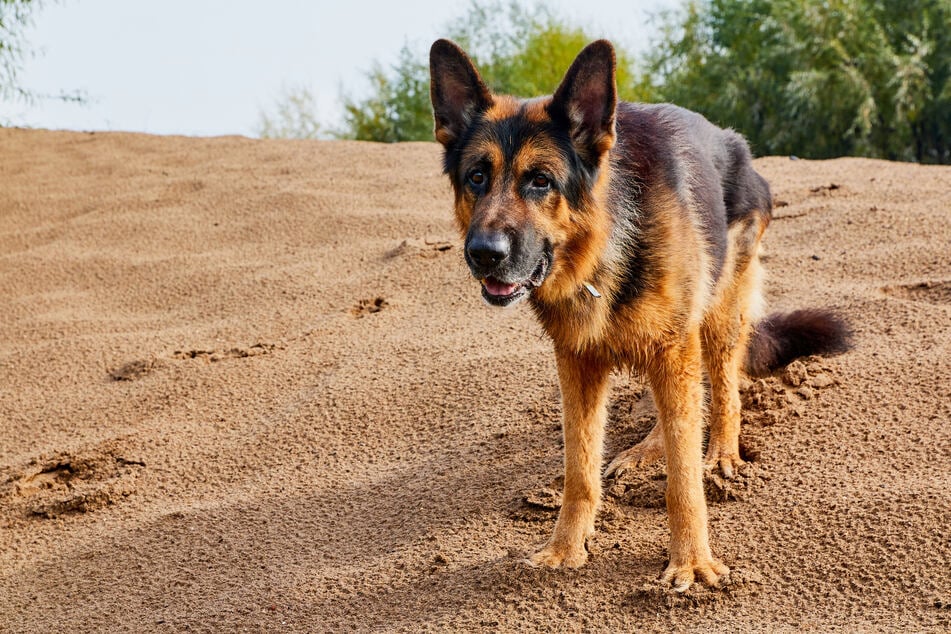 A 7-year-old German shepherd dug itself out of its own grave (stock image).