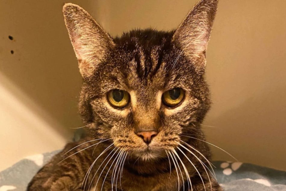 Katze "Pucki" scheint die Welt nicht mehr zu verstehen: Mit 20 Jahren landete sie notgedrungen im Tierheim.
