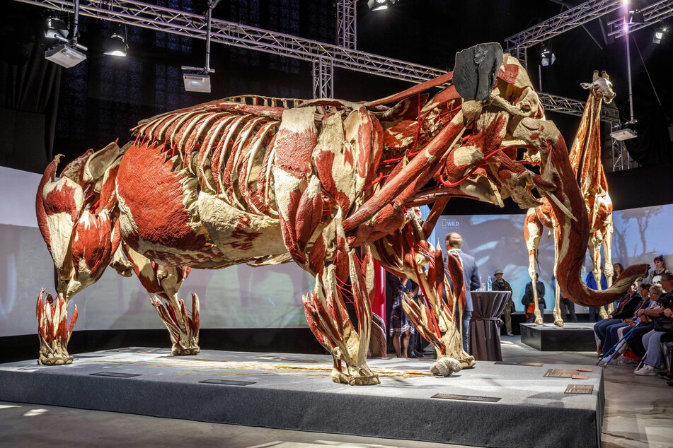 In der Ausstellung "Körperwelten" sind auch ein Elefant und eine Giraffe zu sehen.