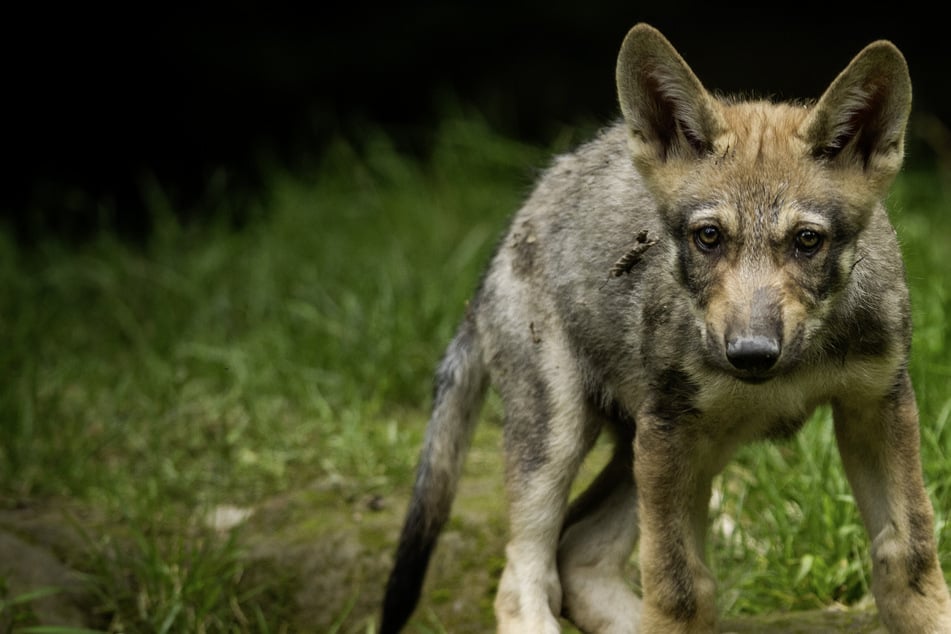 Wolfsnachwuchs in Thüringen - Jungtier offenbar mit tödlicher Krankheit infiziert