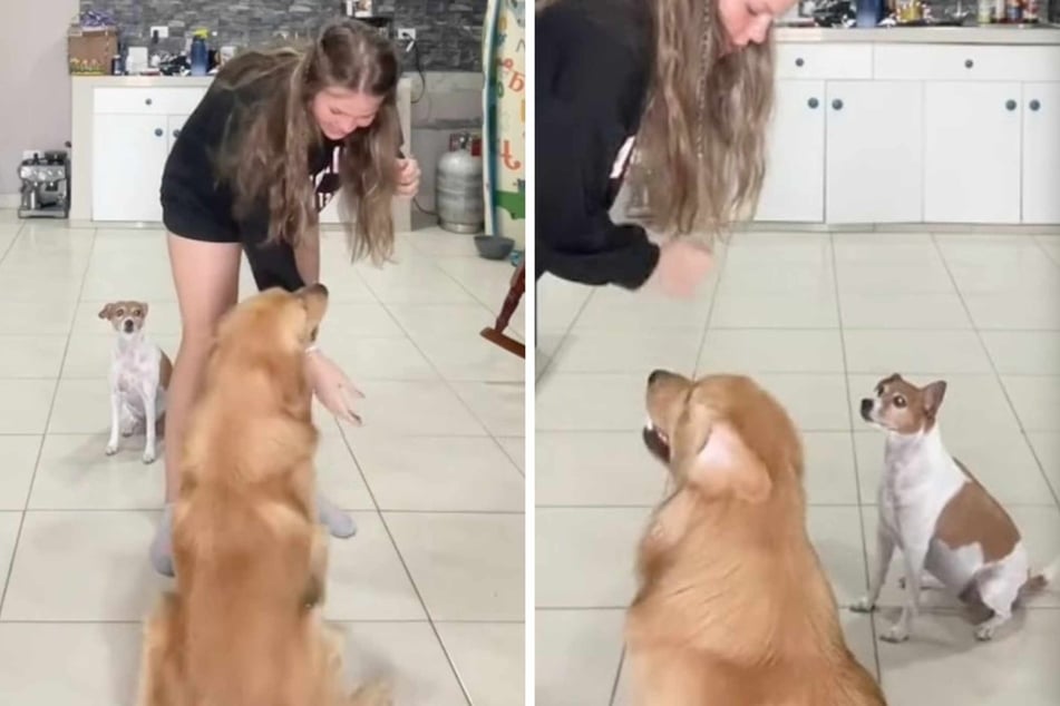 A young woman wanted to teach her Golden Retriever how to sit, but her other dog was clearly feeling very left out!