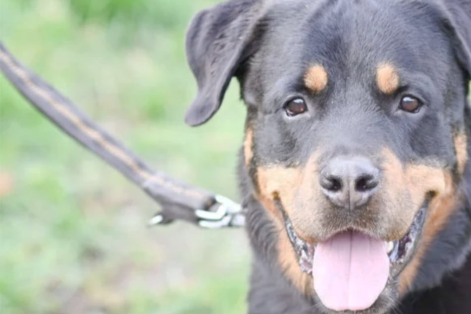 Rottweiler Sulu sehnt sich nach neuem Zuhause: Trotz edler Herkunft im Tierheim