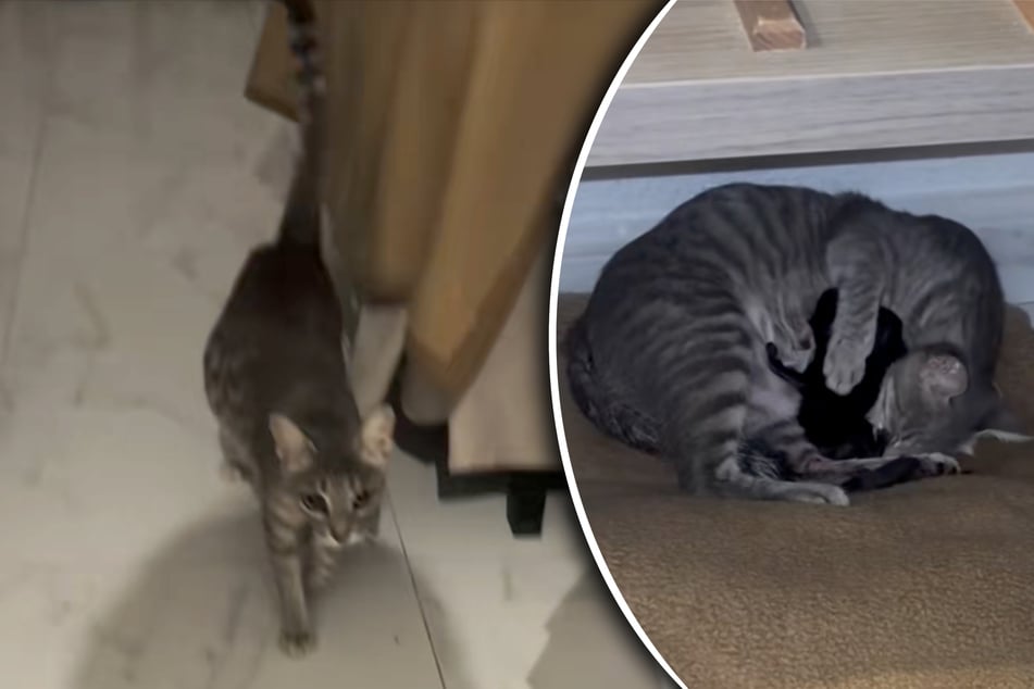 Frau nimmt hilflose Katze auf: Was dann passiert, sorgt für sprachlose Gesichter