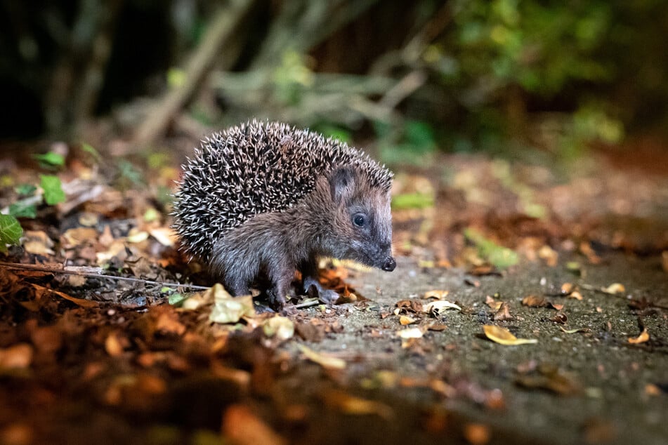 Viele Wildtiere sind auf das Herbstlaub angewiesen. Igel etwa bauen sich daraus sowie aus Gras und Gestrüpp geschützte Haufen, in denen sie den Winter überdauern. Auch Frösche, Kröten und Molche finden unter dem Laub Schutz und Nahrung.