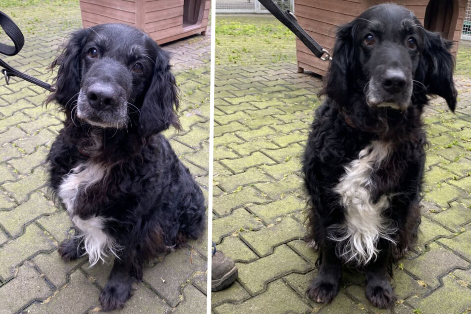 Hunde-Opa Micky (13) mit Dackelblick will neues Leben beginnen: "Er ist leider kein einfacher Rüde"