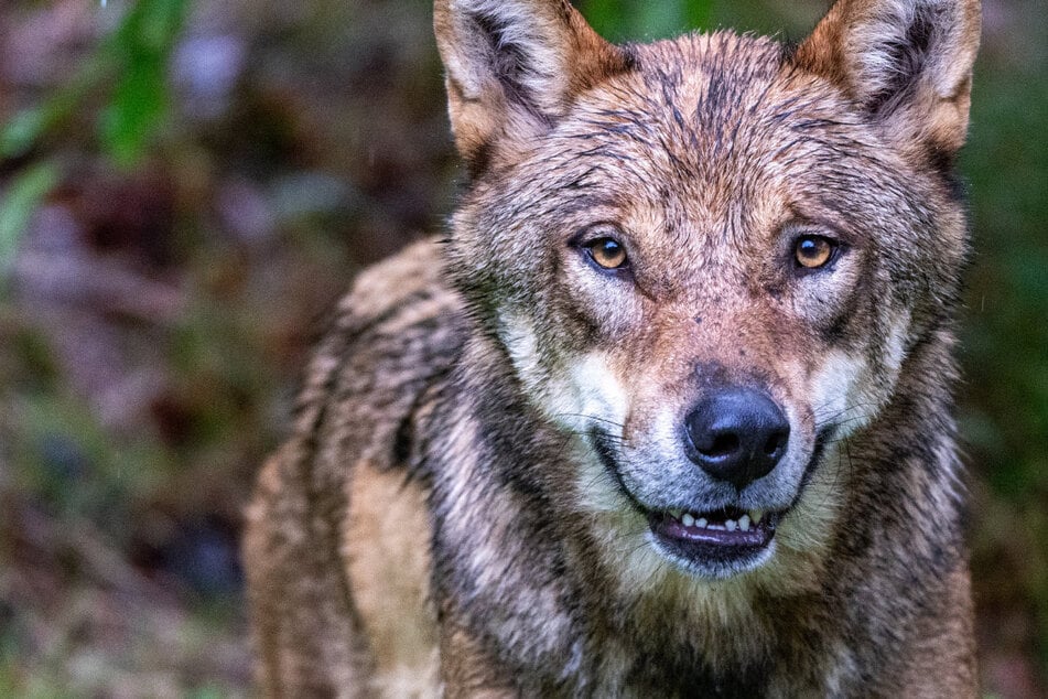 Neues Jagdgesetz! Landkreise machen Jagd auf Wölfe, Kritik von Naturschützern