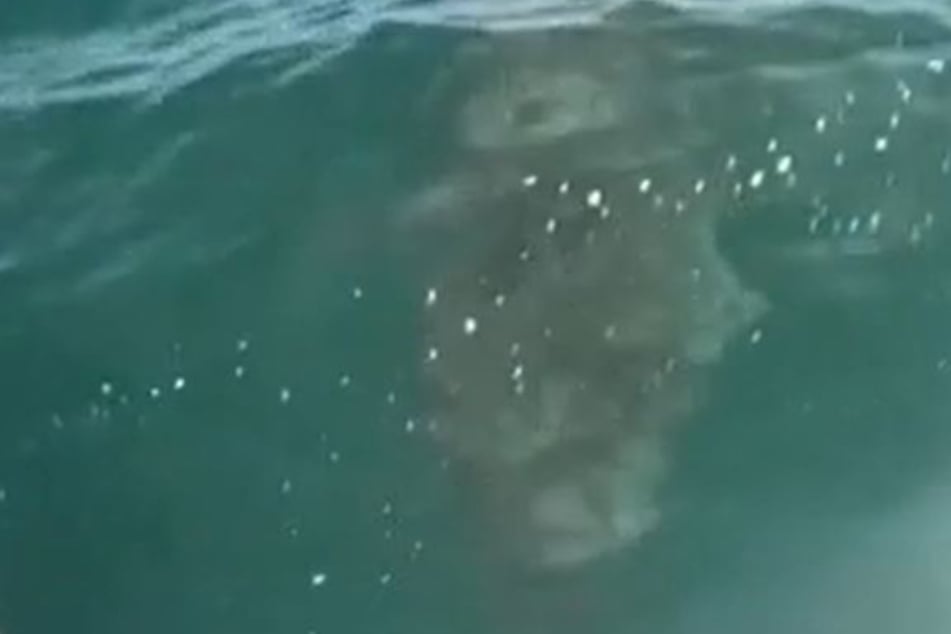Whatever the man bumped into in the water, it wasn't a basking shark.
