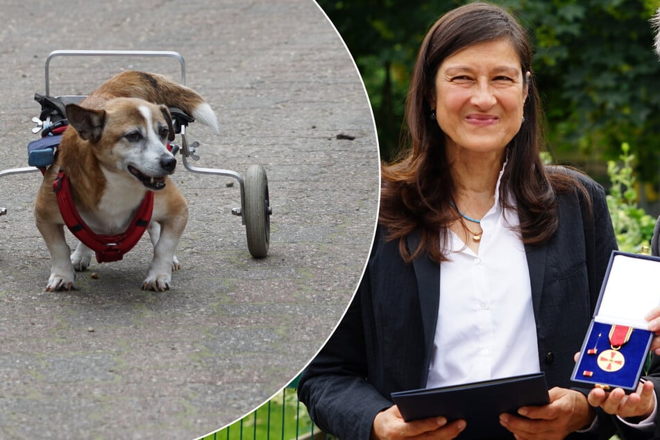 Rolli-Hunde schaffen es bis zum Bundespräsidenten: "Wer soll ihnen jetzt noch das Lebensrecht absprechen?"