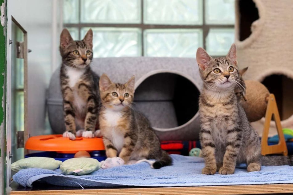 Die neuen Halter sollen den neugierigen Kitten Freigang bieten können.