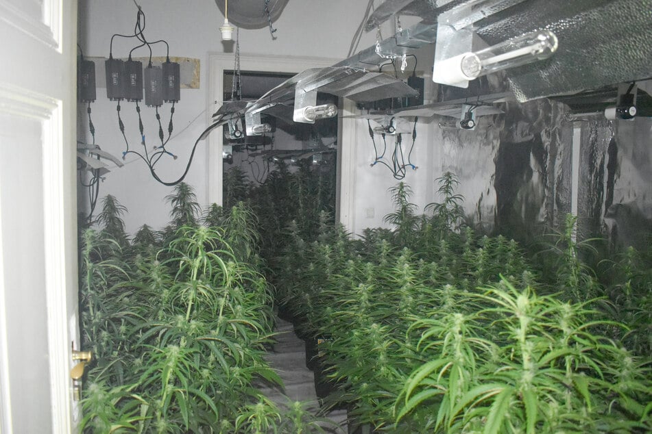 Die Polizei stellte mehr als 600 Cannabispflanzen sicher.