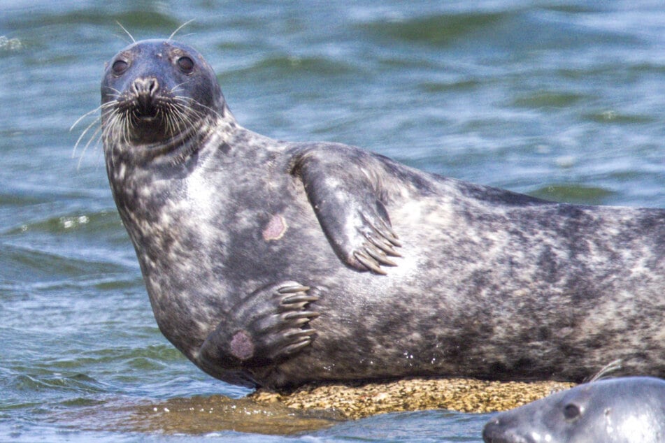 Hamburg: Rettung aus der Elbe: Feuerwehr bergt verletzte Robbe
