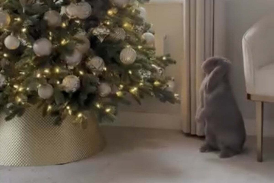 A rabbit from England is delighted when the Christmas decorations are brought out, and the Internet is completely enchanted!