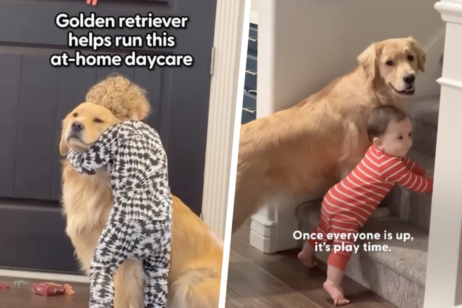 Nana the dog loves taking care of little humans with her owner!