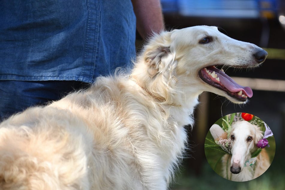 Borzois, otherwise known as Russian wolfhounds, are excellent hunting dogs.