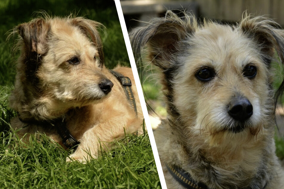 Hatchi hat nichts falsch gemacht: Muss der Hunde-Opi seine letzten Jahre im Tierheim verbringen?