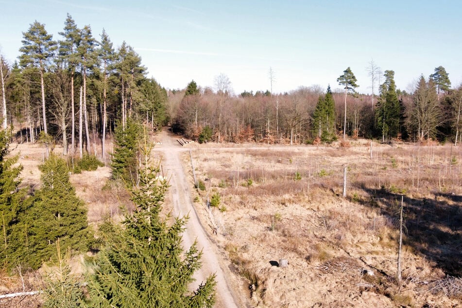 80 Hektar Waldfläche könnten in der Heide als Vorrangfläche für Windkraft ausgewiesen werden.